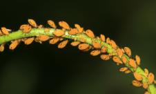 Păduchele verde al mărului Păduchele verde al mărului